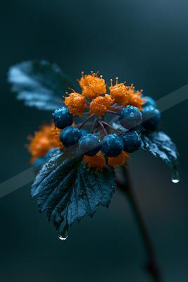 A moody macro nature scene of flowers.