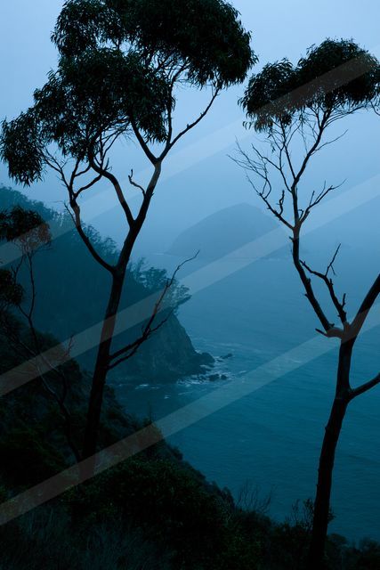 A blue hour high contrast nature scene of a trees, fog.