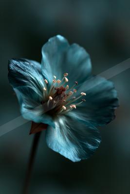 A close-up photograph of a blue flower with visible stamens and water droplets on the petals against a dark blurred background.