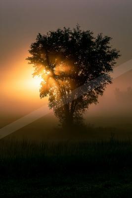 A golden hour nature scene of trees, sunrise, fog.