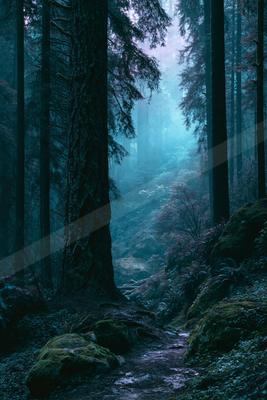 A serene nature scene of forest, fog.