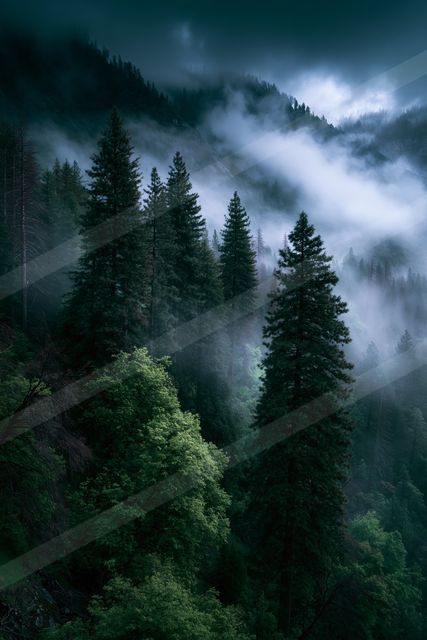 An ethereal high contrast nature scene of a forest, fog.