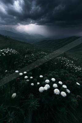 A dramatic sky scene of storm, flowers, field.