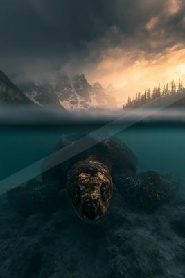 A brown-toned moody photograph of loggerhead, leatherback turtle, terrapin.