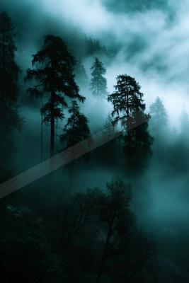 A dramatic nature scene of trees, forest, fog.