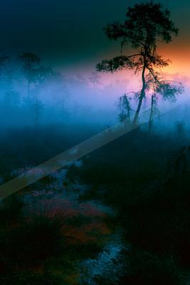 A blue hour nature scene of trees, sunrise, forest.
