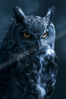 A black-toned moody photograph of great grey owl, kite, bald eagle.
