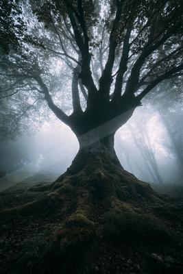 A bright nature scene of trees, forest.