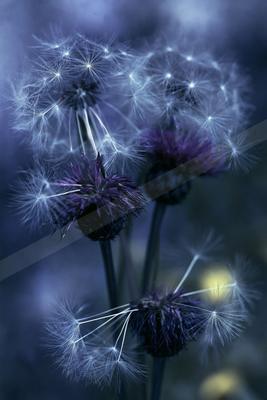 A moody nature scene of flowers.
