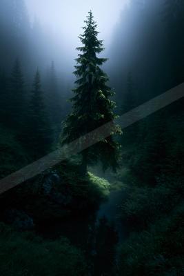 A serene nature scene of forest, trees.