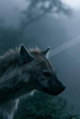 A moody wildlife photo of wildlife.