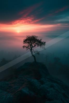 A blue hour sky scene of sunrise, sunset, trees.
