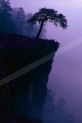 A dramatic nature scene of trees, fog.