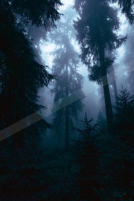 A serene forest scene shrouded in mist during twilight, featuring tall evergreen trees.