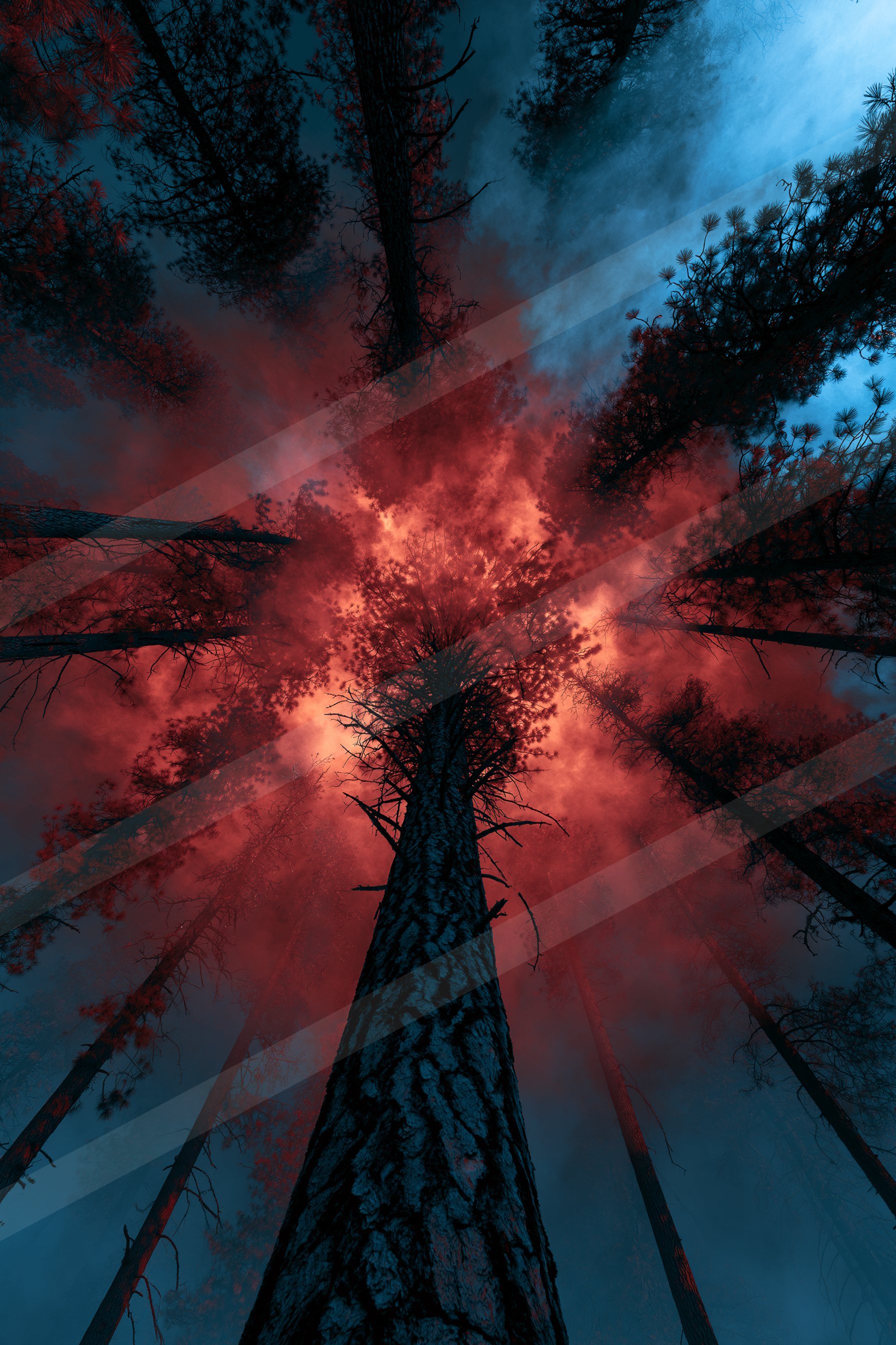 An ethereal high contrast nature scene of a forest, dust.