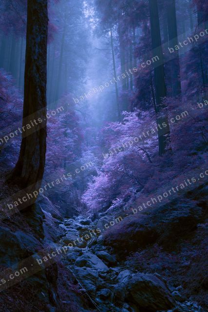 An ethereal nature scene of a forest, fog.