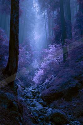 A blue hour nature scene of forest.