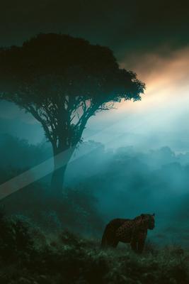 A night wildlife photo of wildlife, fog.