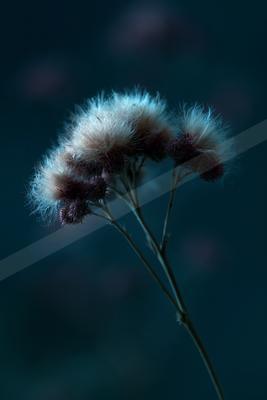 A blue hour macro nature scene of flowers, still life.
