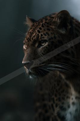 Close-up profile portrait of a leopard with intense gaze and dramatic lighting against a dark background