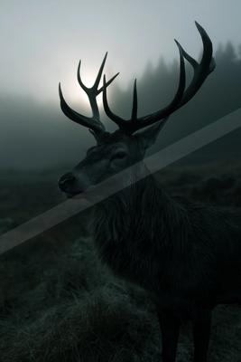 A large male deer with impressive antlers stands in profile in a misty field, with a bright sun glowing behind its head creating a dramatic silhouette.