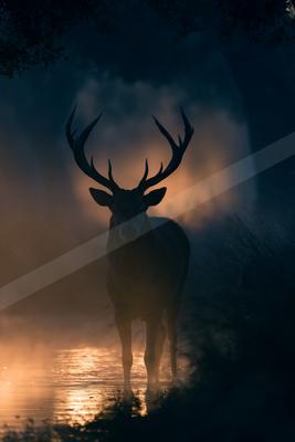 A night wildlife photo of wildlife, fog.