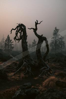 A black-and-white moody nature scene of trees, forest, fog.