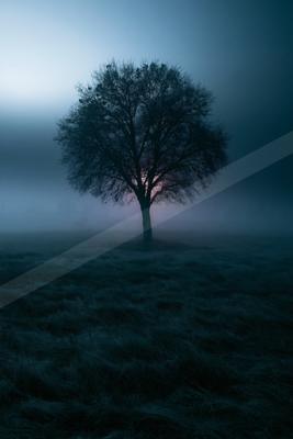 A solitary leafless tree stands in a misty field with the sun setting behind it, creating a dramatic and atmospheric scene.