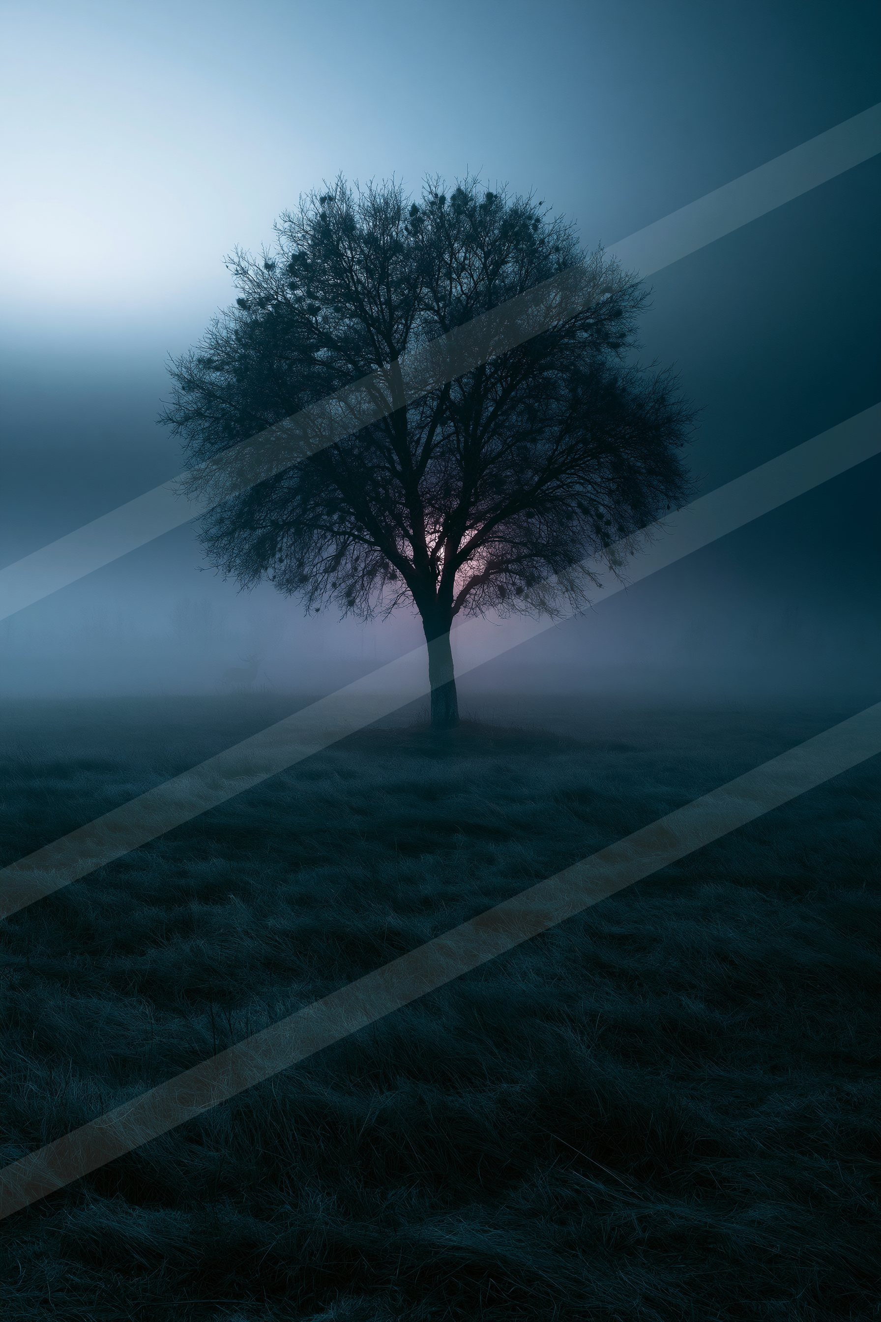 A mysterious high contrast nature scene of an oak tree, fog.