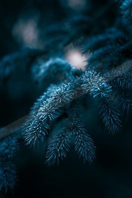 A blue hour nature scene of forest, trees, plants.