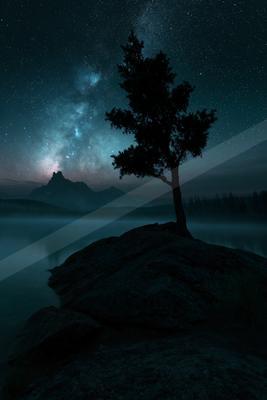 A night sky scene of starry sky, trees.