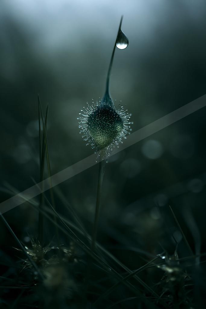 A moody nature scene of flowers, field, still life.