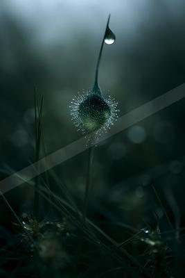 A moody nature scene of flowers, field, still life.