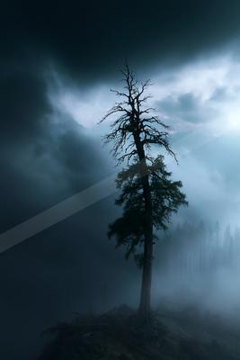 A night nature scene of trees, storm, fog.