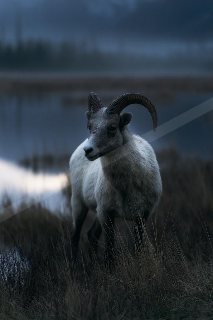A moody wildlife photo of wildlife.