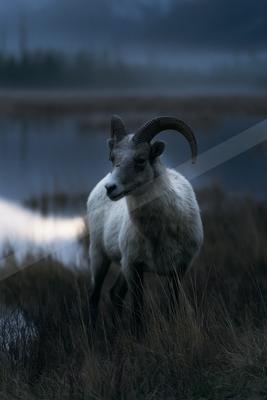 A moody wildlife photo of wildlife.