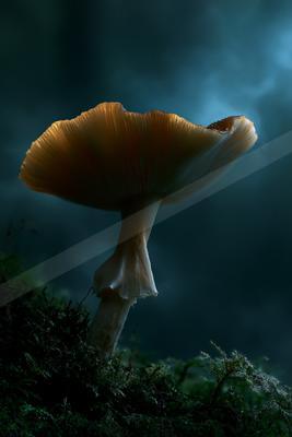 A large mushroom with an orange cap and white stem stands out against a dark, misty forest backdrop.