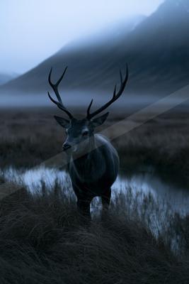 A large antlered stag stands alert in tall grass beside a small body of water with foggy mountains in the background.