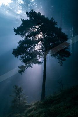 A dramatic nature scene of trees, forest, sunrise.