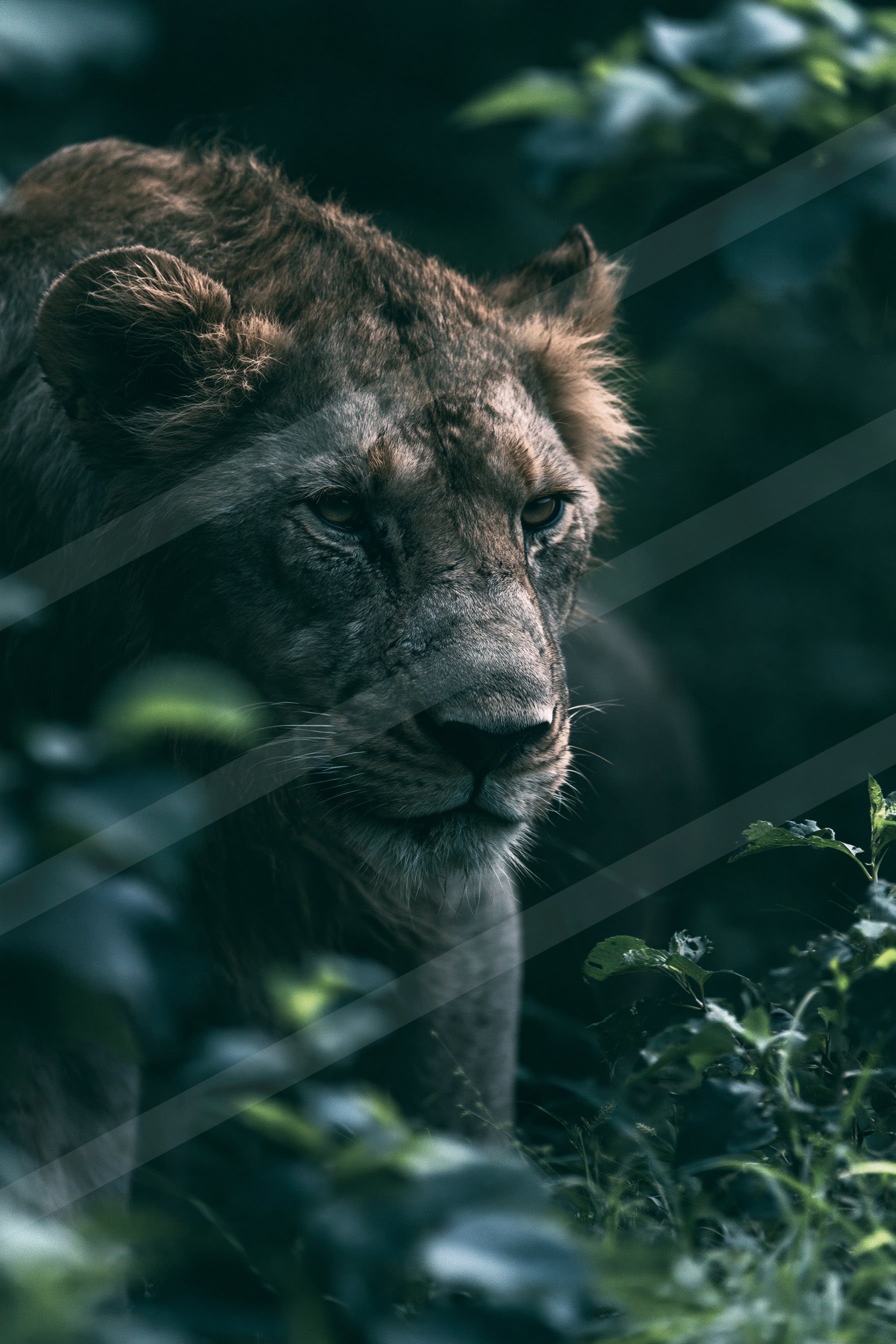 A majestic lion with piercing eyes and a powerful mane is captured in close-up amidst the dark, lush foliage of a forest. The lighting emphasizes its intense ga