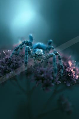 A moody macro wildlife photo of insect.