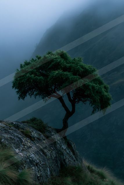 A serene nature scene of an oak tree, fog.