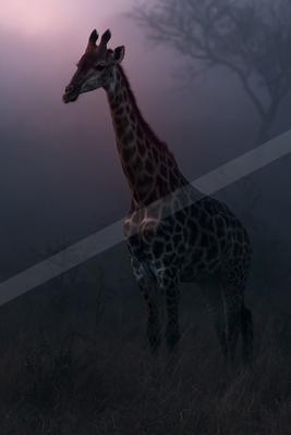 A tall giraffe stands in tall dry grass, its patterned body visible against a foggy purple and pink sky with silhouetted trees in the background.