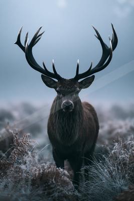 A black-toned bright photograph of ibex, hartebeest, gazelle.
