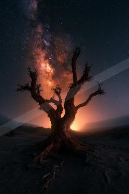 A night sky scene of starry sky, trees.
