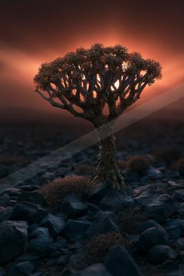 A night nature scene of trees.
