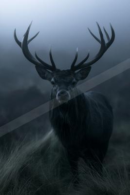 A large dark stag with impressive antlers stands facing the camera in tall grass on a foggy moor.