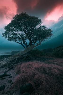 A dramatic long exposure nature scene of trees, fog.