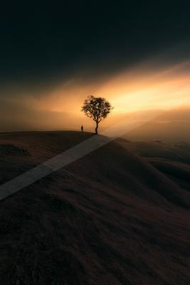 A serene minimalist nature scene of trees, silhouette.