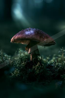 A moody nature scene of forest.